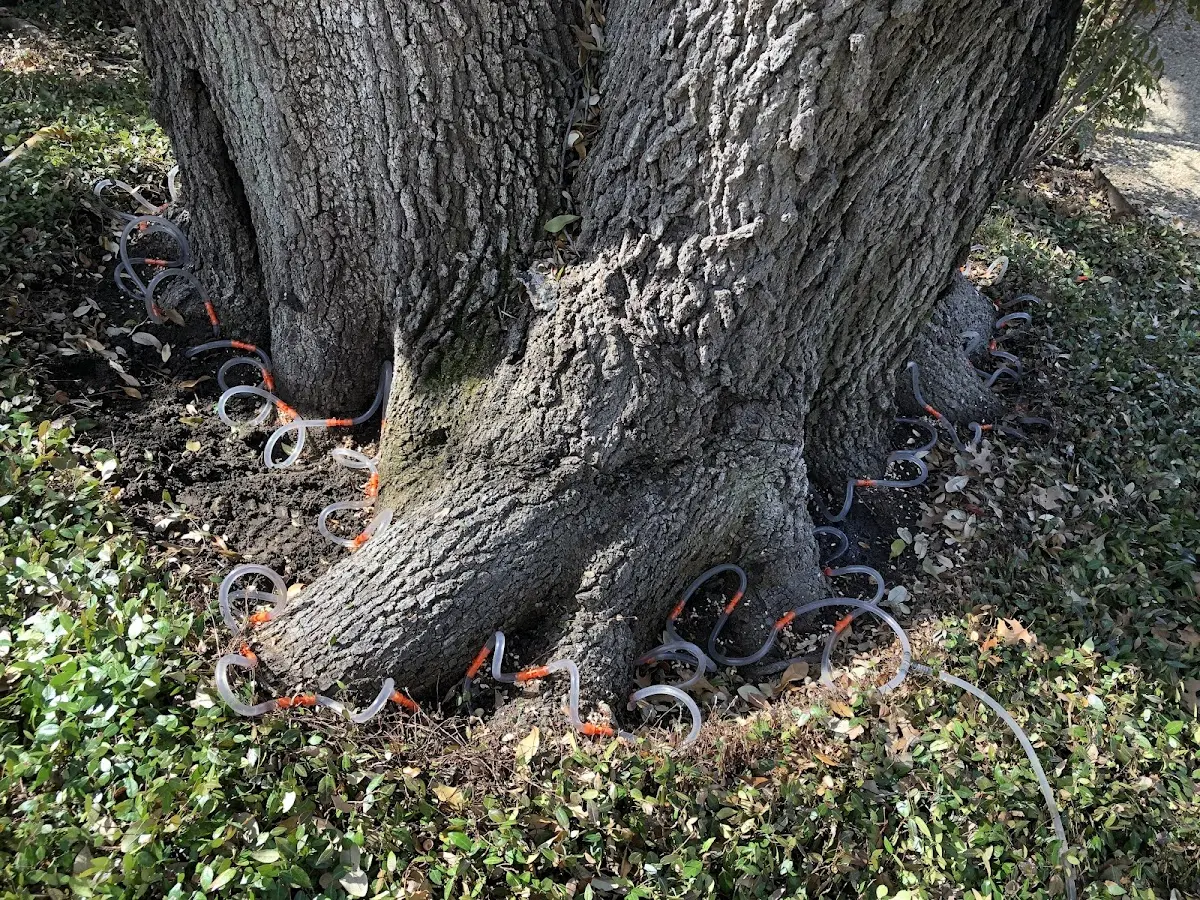 Detailed Tree Cabling and Bracing job site in Delano