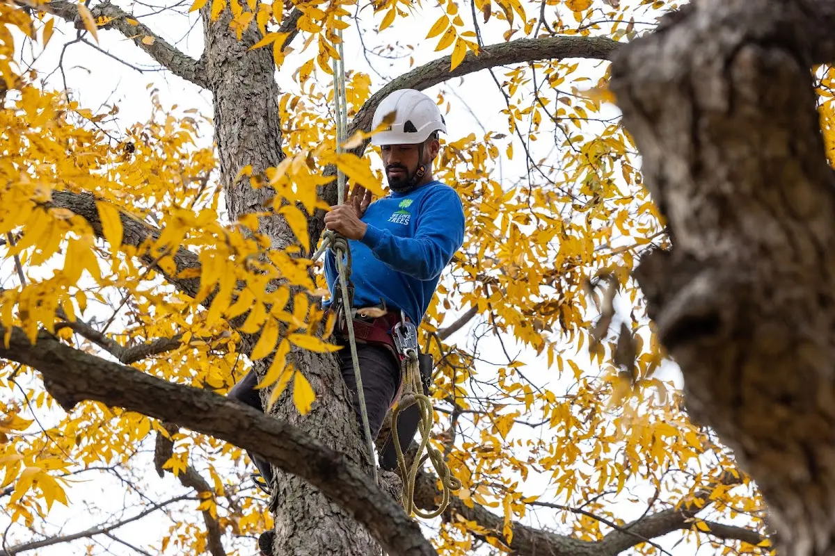 Skilled Storm Damage Cleanup crew working in Delano