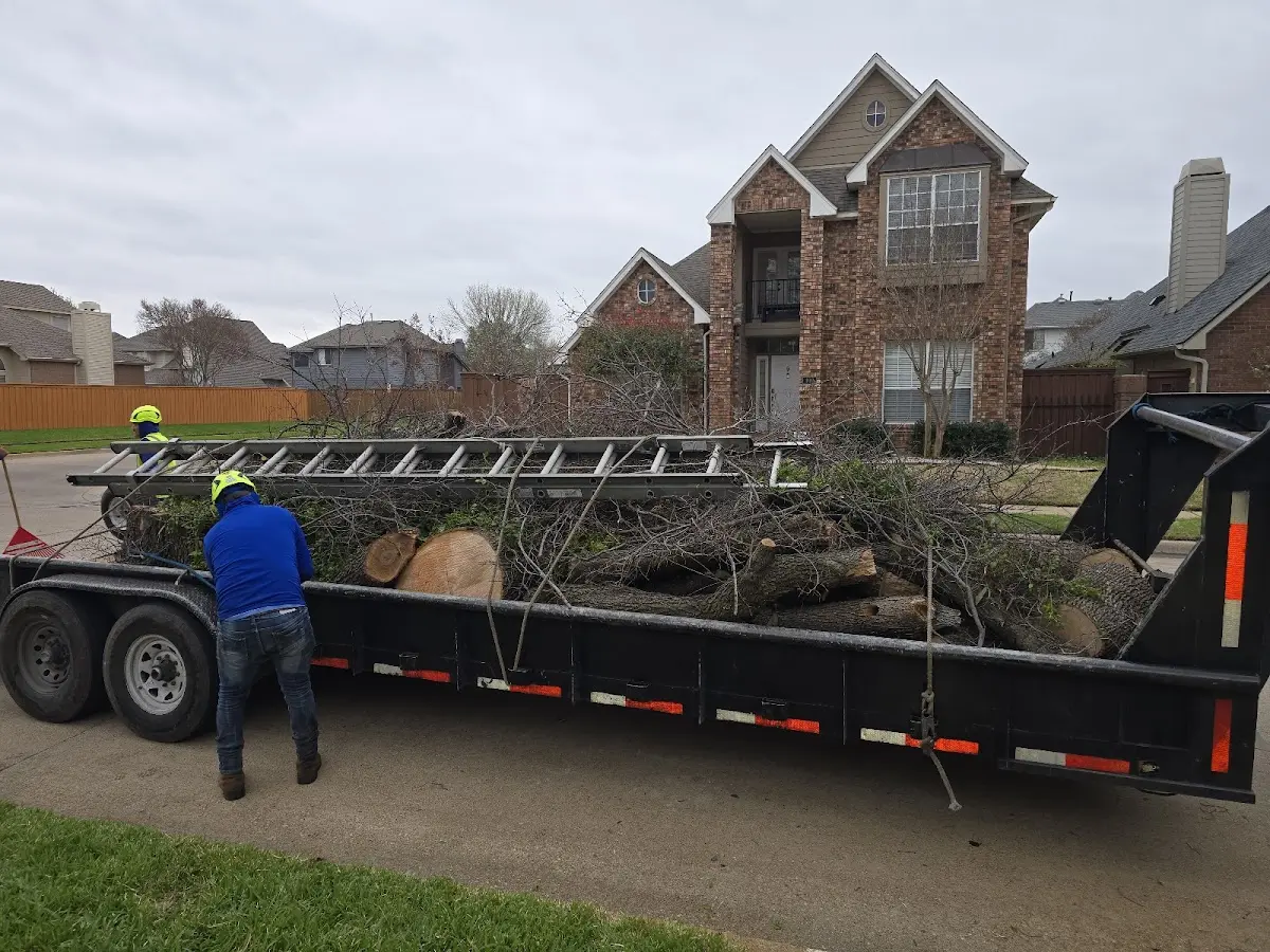 Expert Tree Pest Control with proper safety equipment in Delano